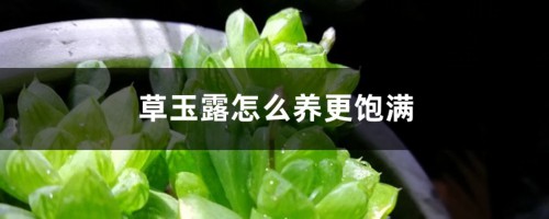 草玉露怎么养更饱满