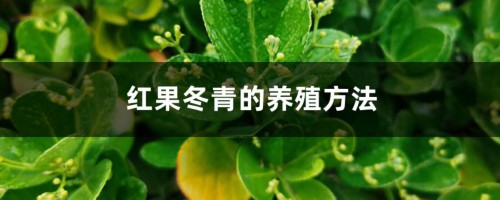 红果冬青的养殖方法和注意事项