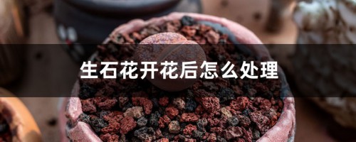 生石花开花后有种子吗