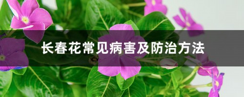 长春花常见病害及防治方法