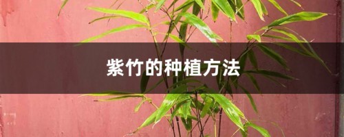 紫竹的种植方法