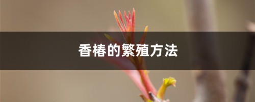 香椿的繁殖方法