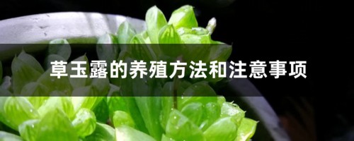 草玉露的养殖方法和注意事项